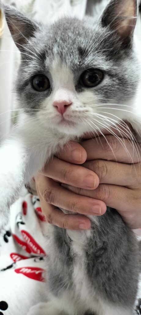 ブリティッシュショートヘア 子猫