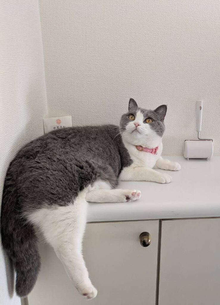 ご主人を迎える猫