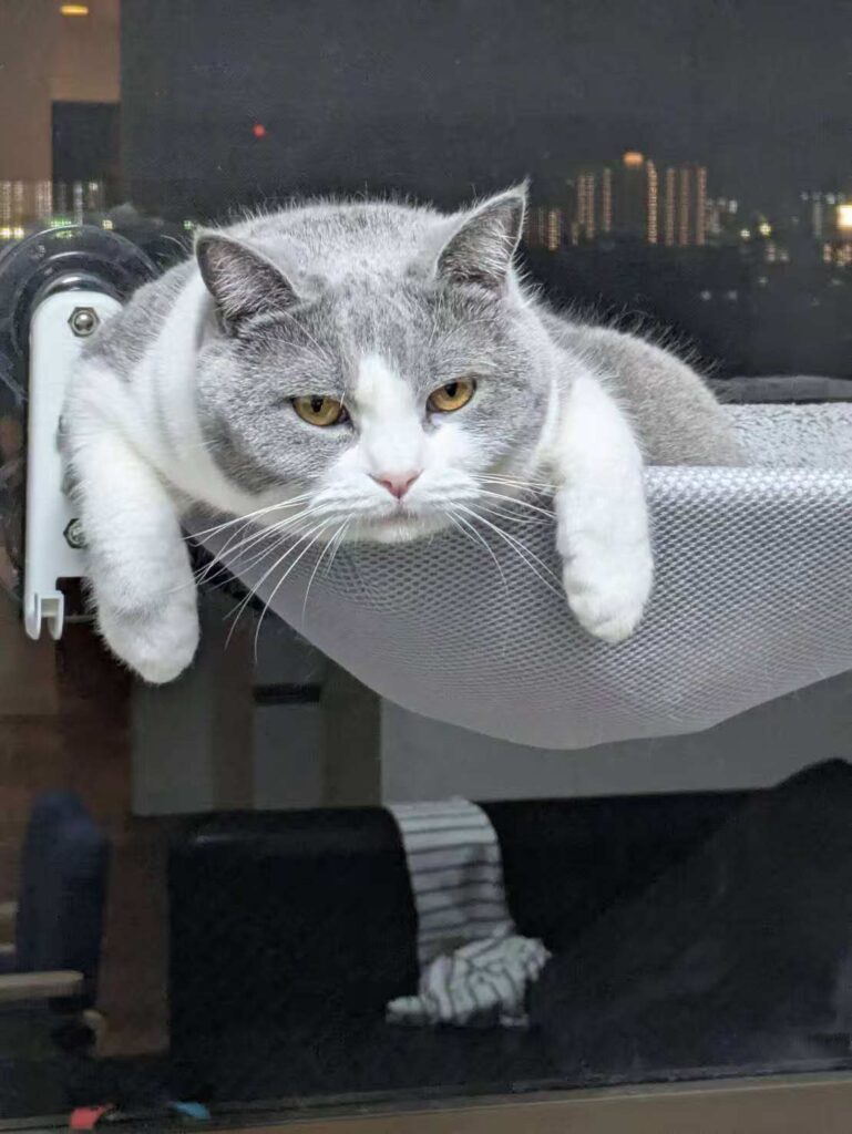 くつろぐ 猫