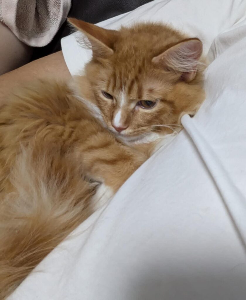 メインクーン 子猫